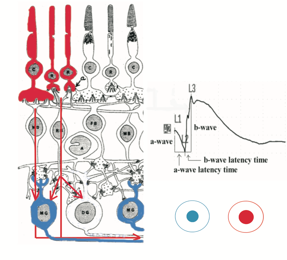 Light Sensitivity Spectrum