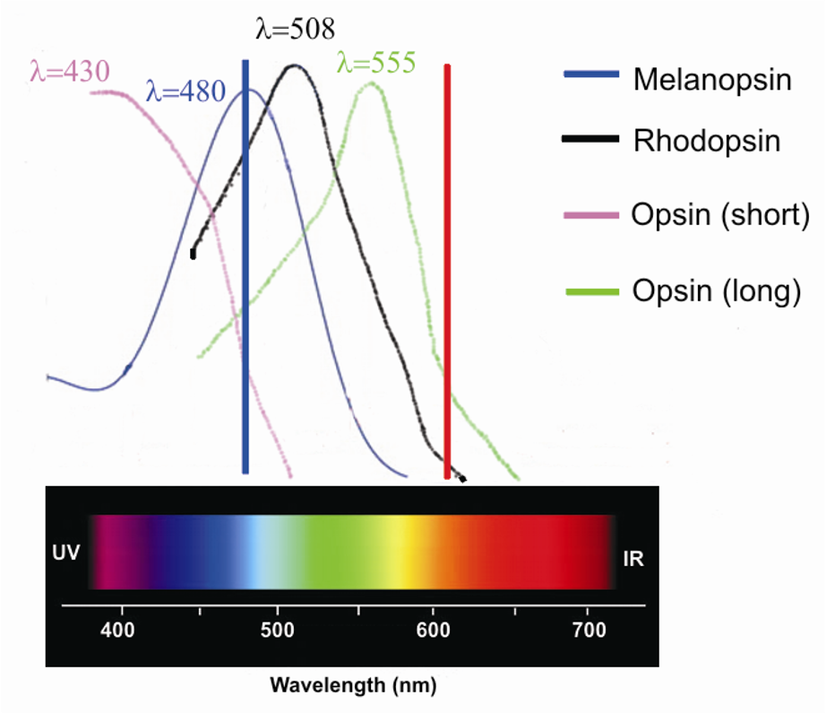 Chromatic Pupillary Light Reflex Diagram