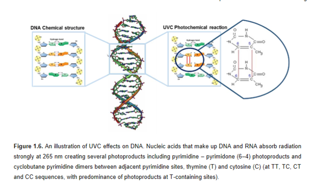 UV-C Treatment Mechanism Diagram